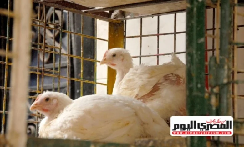 منتجى الدواجن في مصر ينتجون يوميا ملايين الدجاجات والبيض بمعدلات قياسية تزيد عن الأربعة ملايين دجاجة والي خمسة وأربعين مليون بيضة
